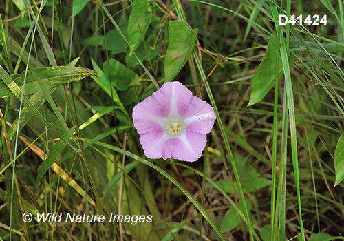 Hedge False Bindweed (Calystegia sepium)